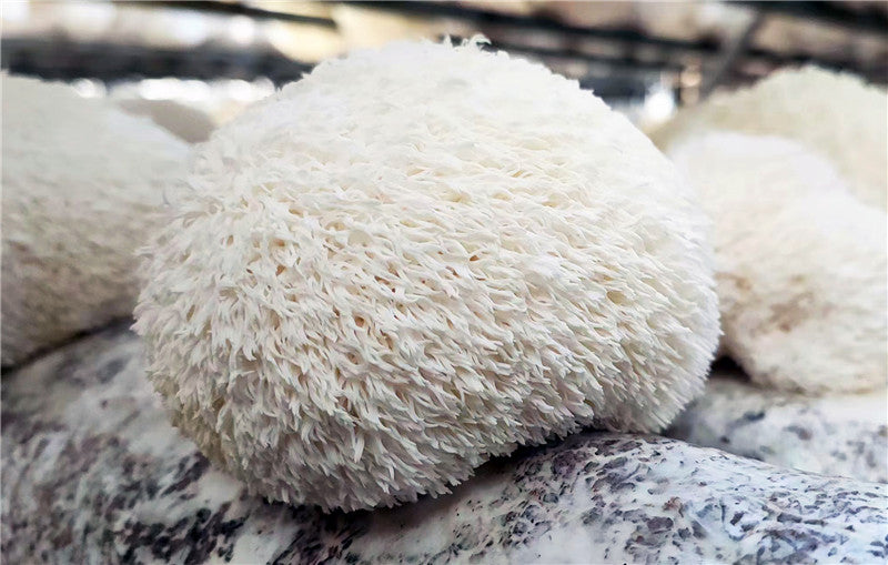 A look in to Lion's mane mushroom