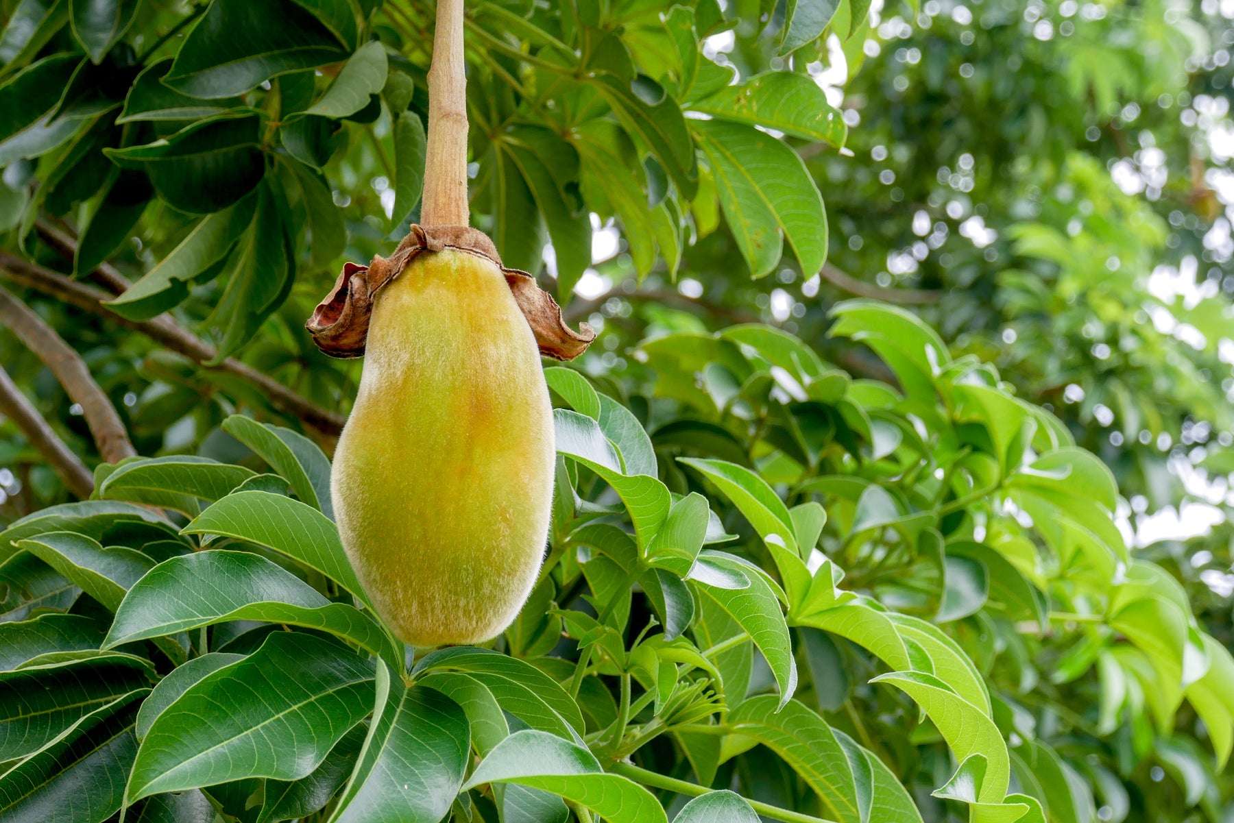 In depth look at a Baobab fruit as an ingredient