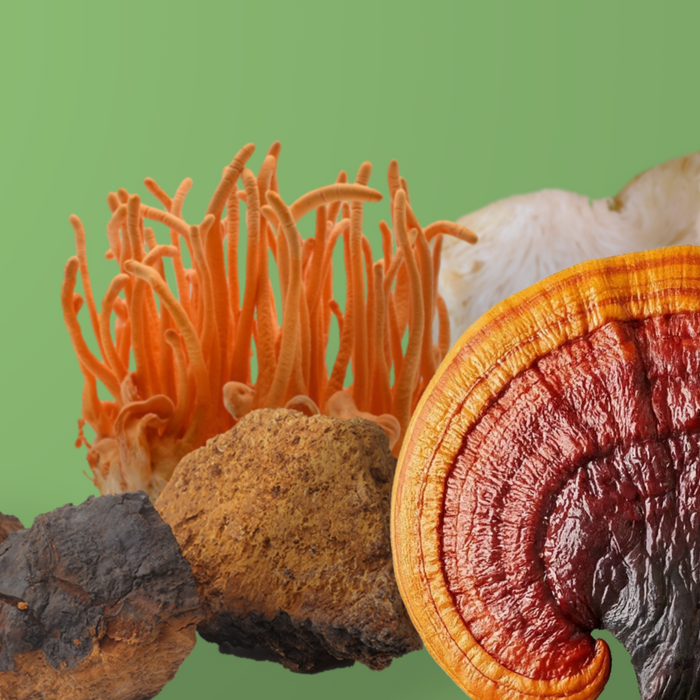 Four mushroom reishi chaga cordyceps lion's mane