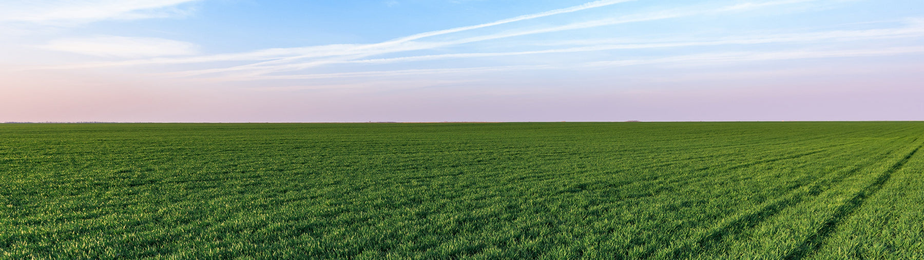 What are the Health Benefits of Wheatgrass?