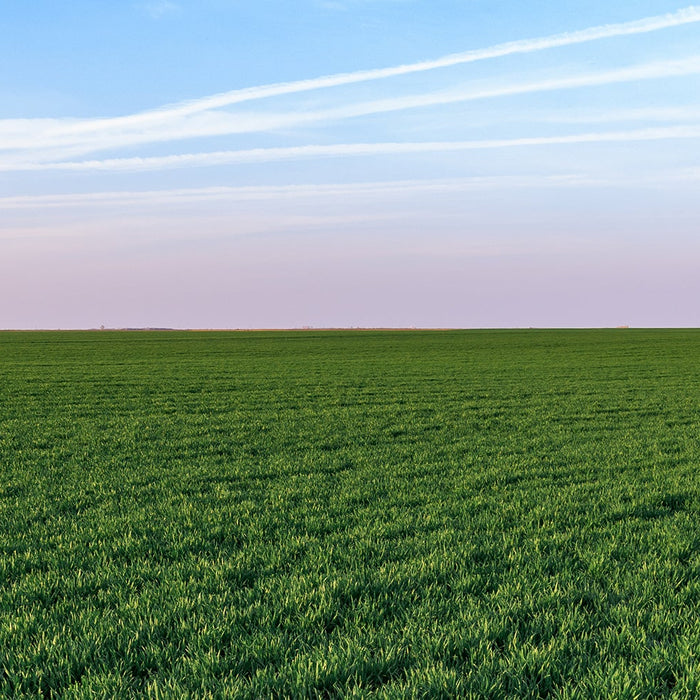 What are the Health Benefits of Wheatgrass?