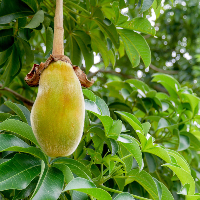 In depth look at a Baobab fruit as an ingredient